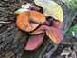 Foltoslemezű lánggomba (Gymnopilus penetrans), Somogy. Narancsos színű, rozsdafoltos lemezek